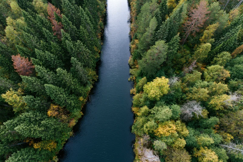 Overhead aerial view of a narrow river flowing through a dense forest with autumn foliage