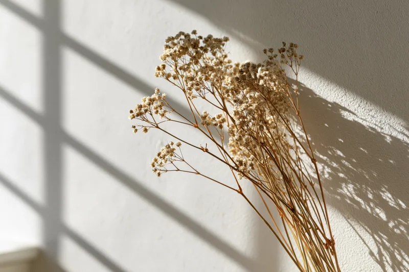 Dried gypsophila stems arranged against a white wall with window shadows