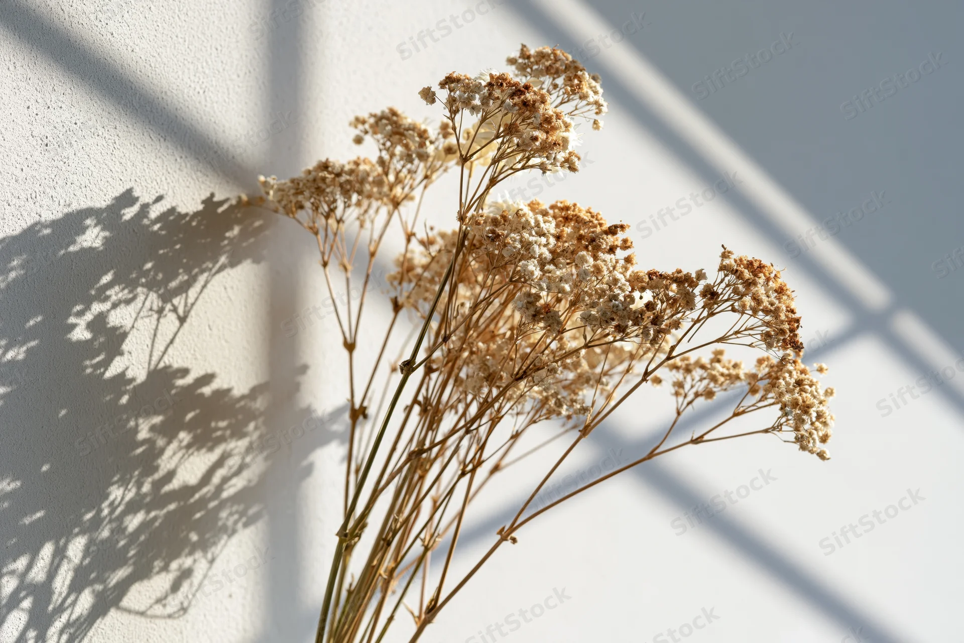 Dried gypsophila stems arranged loosely against a white wall with sunlight casting shadows