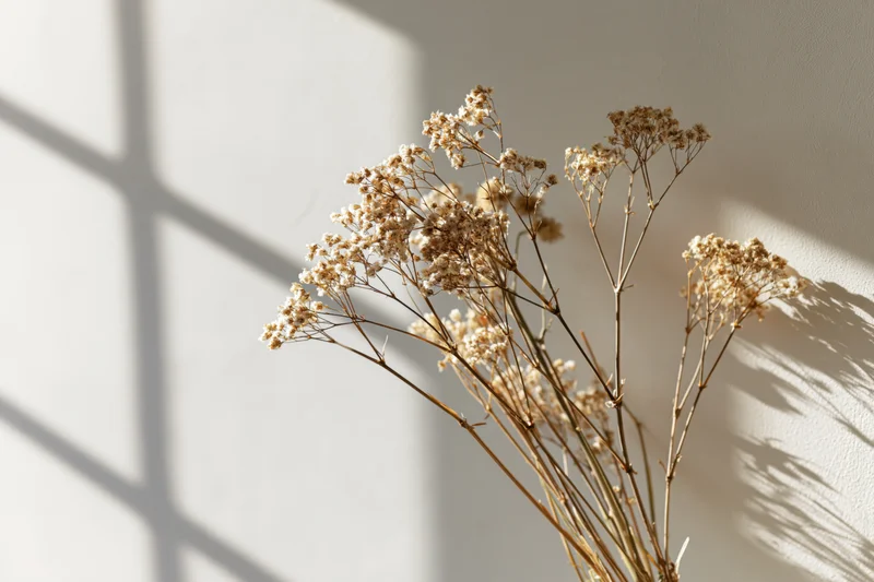 Dried gypsophila stems arranged loosely against a pale off-white wall with window shadows