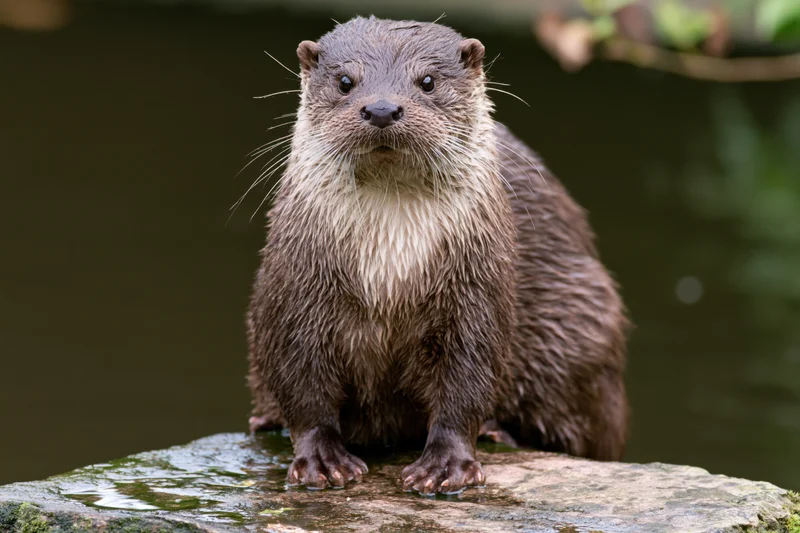 European river otter sitting alert on a wet rock beside water