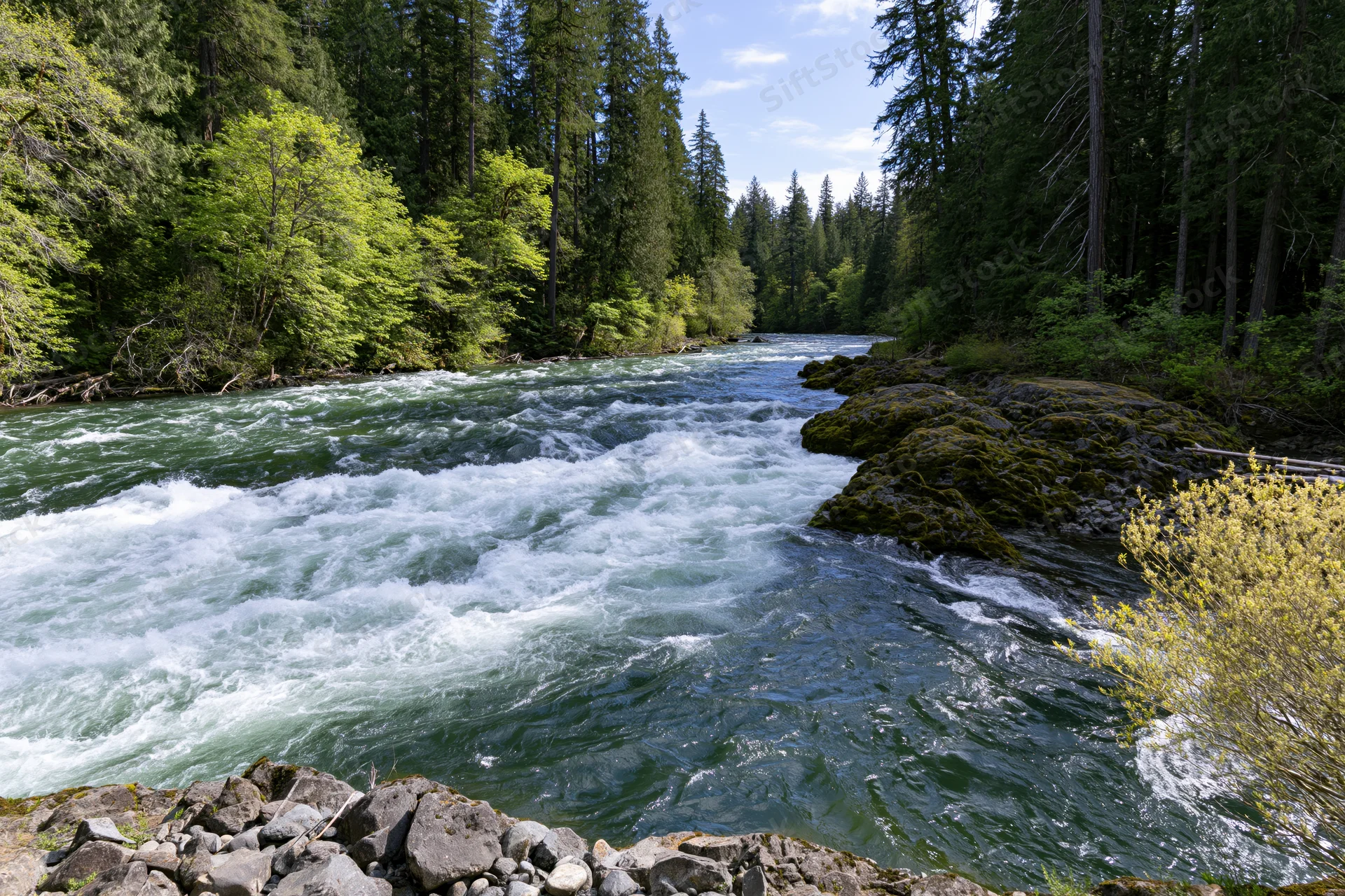 Fast-moving river with white rapids flowing through dense forested valley