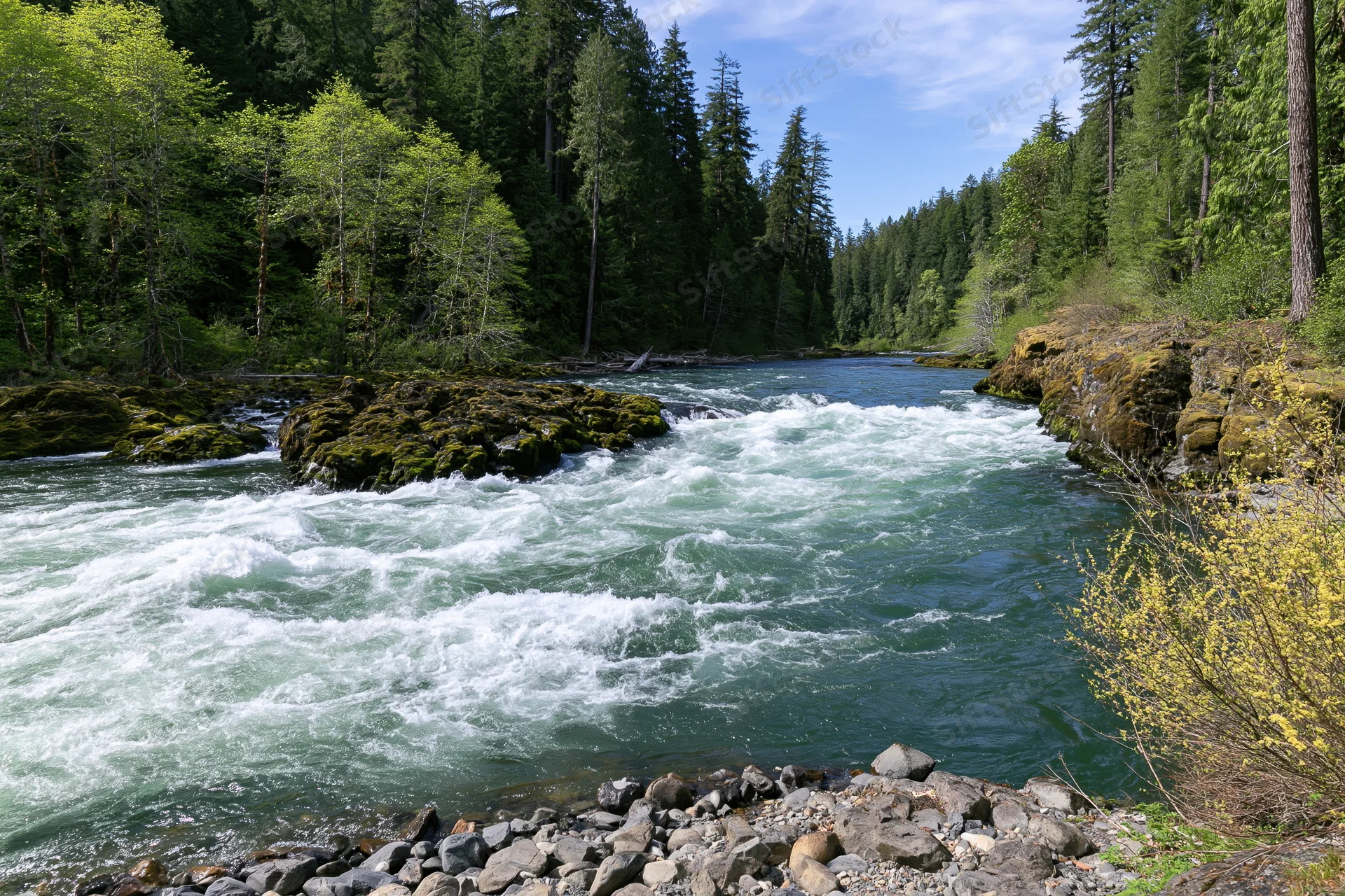 Fast-moving river with white rapids flowing through a dense forested valley