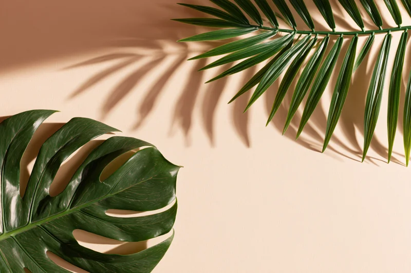 Monstera and palm leaves arranged on a beige surface with shadows and copyspace