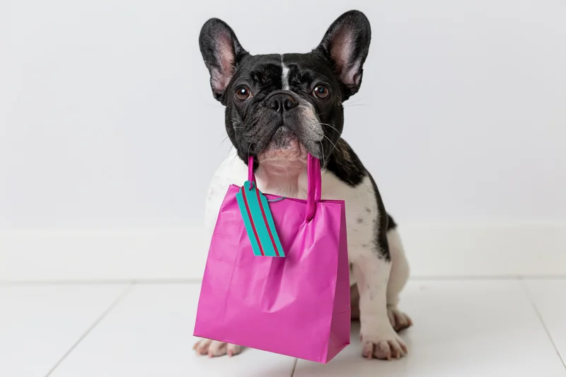 Frenchbulldog sitting upright holding a pink shopping bag in a studio setting