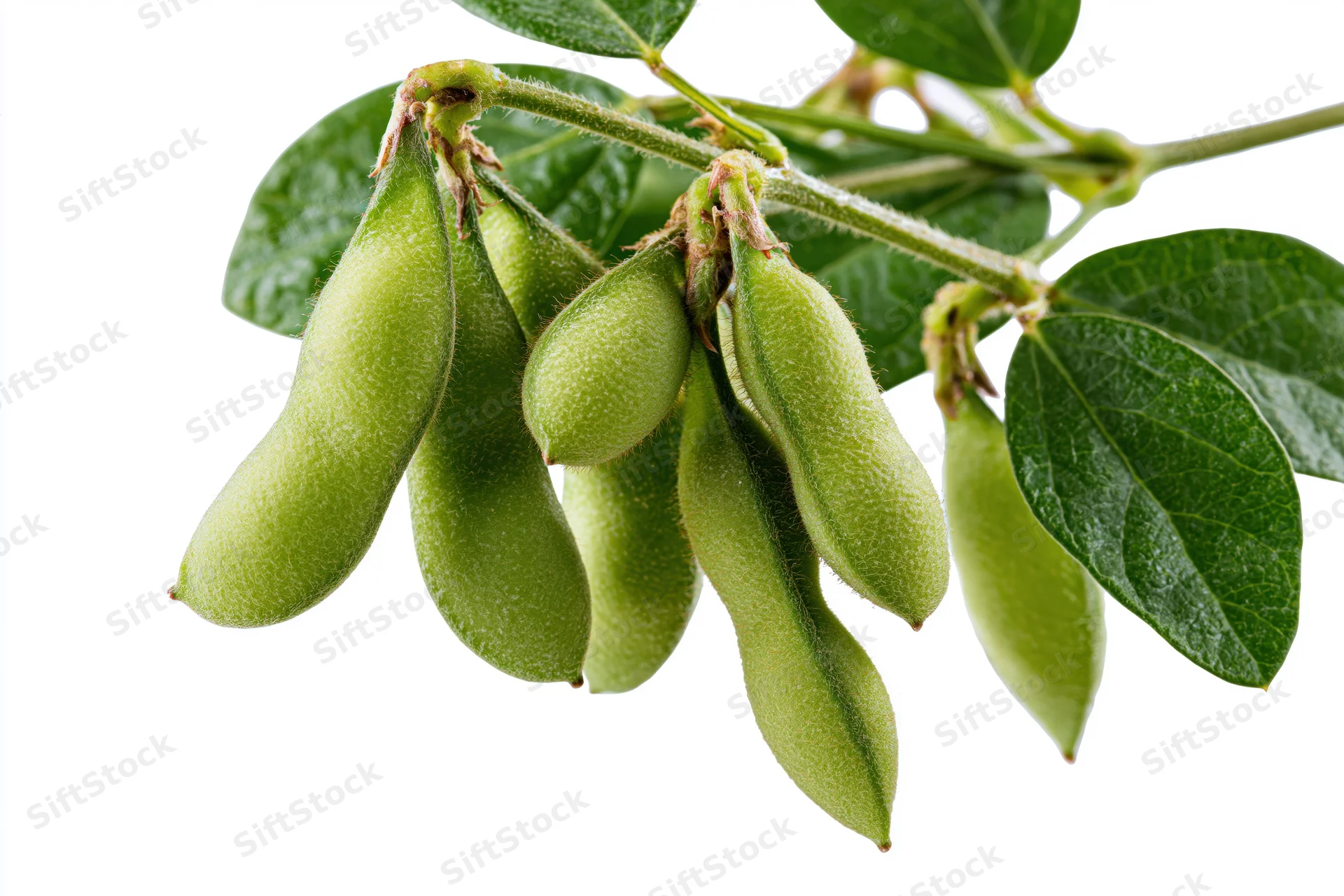 Fresh soybean pods on a branch with green leaves isolated on white