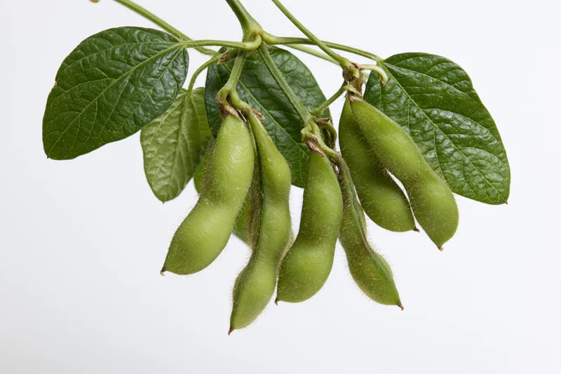 Soybean branch with green pods and leaves isolated on white background