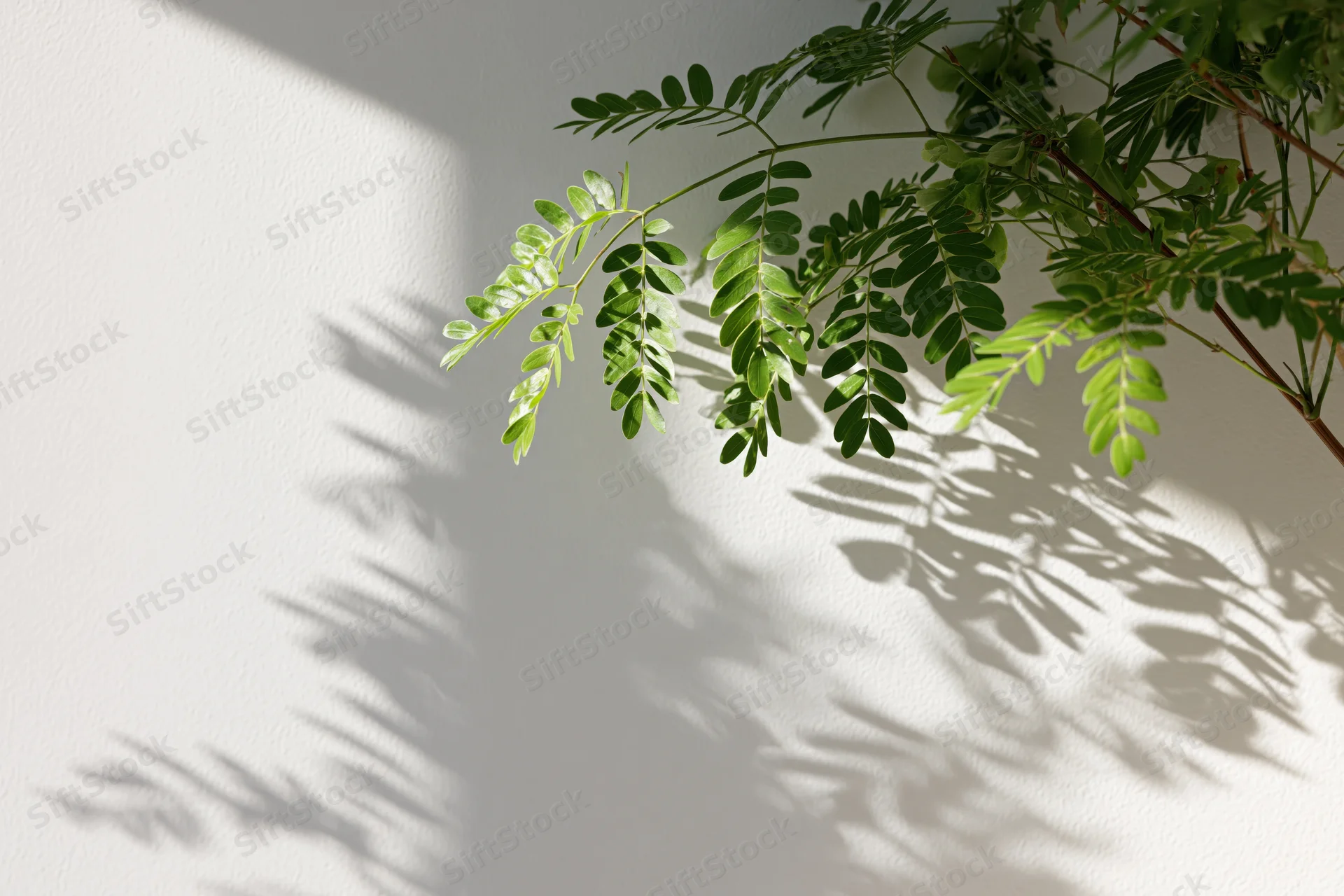 Green leafy plant branches casting soft shadows on a white wall in a corner