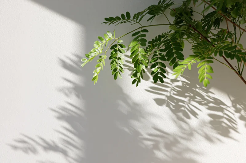 Green leafy plant branches casting soft shadows on a white wall in a corner