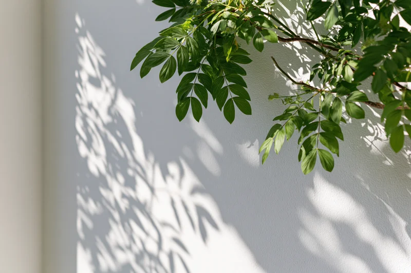 Green plant branches casting leaf shadows on a white wall in sunlight
