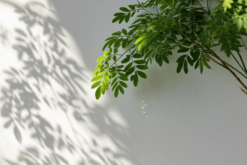 Green leafy plant branches casting soft shadows on a white wall