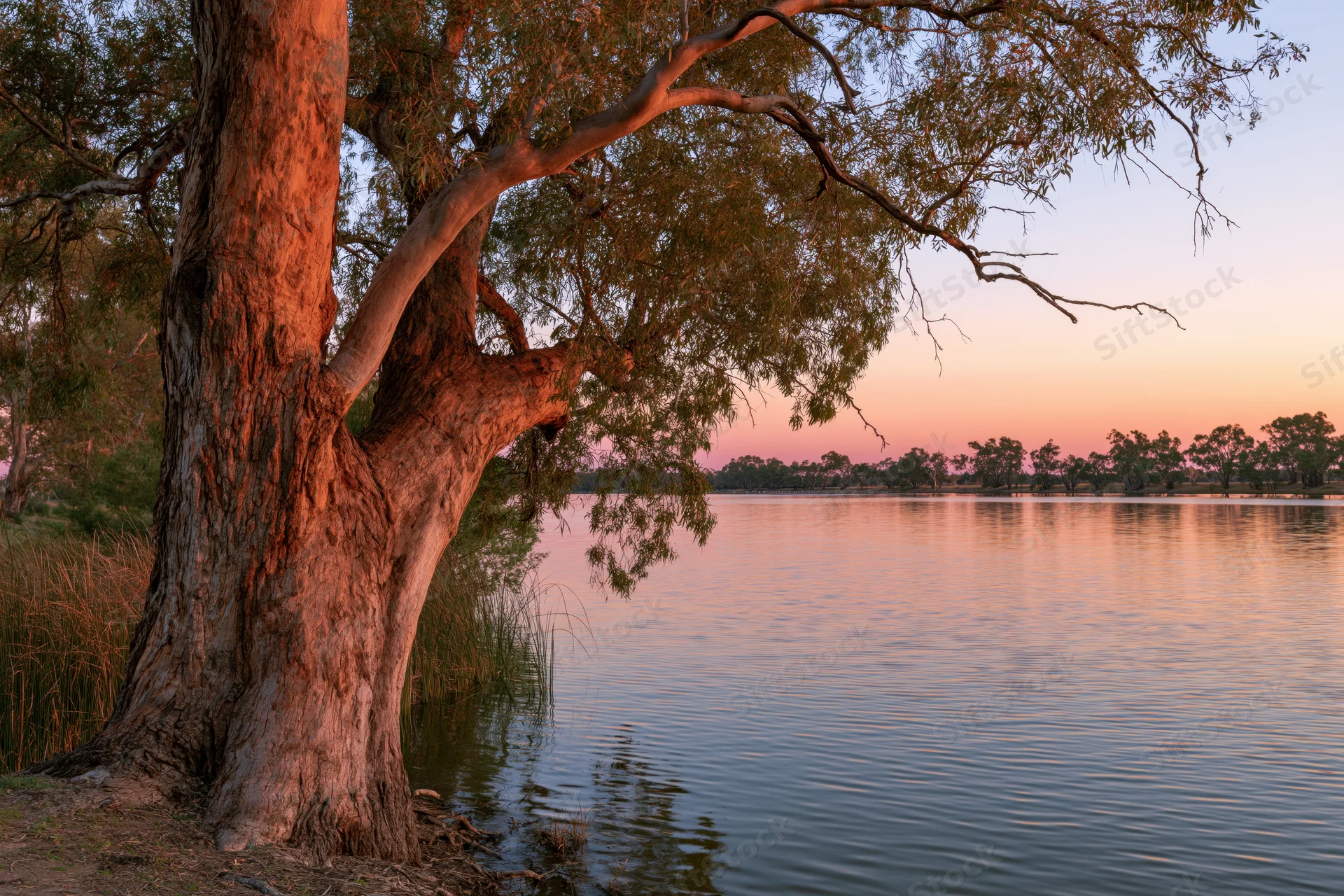 Large red gum tree at waters edge reflecting in calm river at sunset