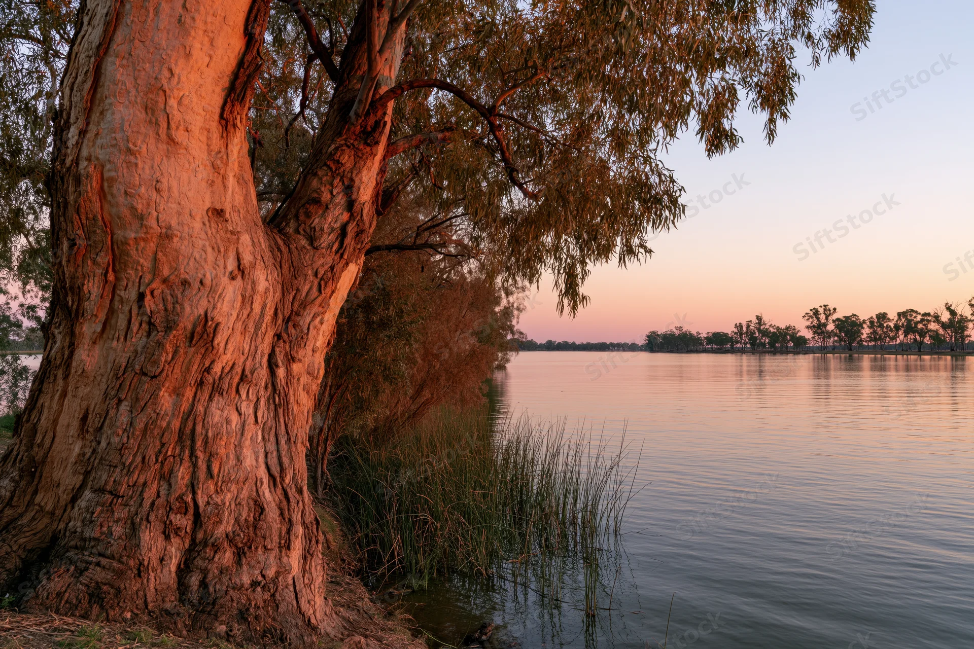 Large red gum tree at waters edge during sunset over calm river