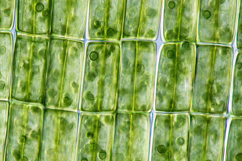 Magnified view of plant leaf cells showing chloroplasts and internal structures under light microscopy