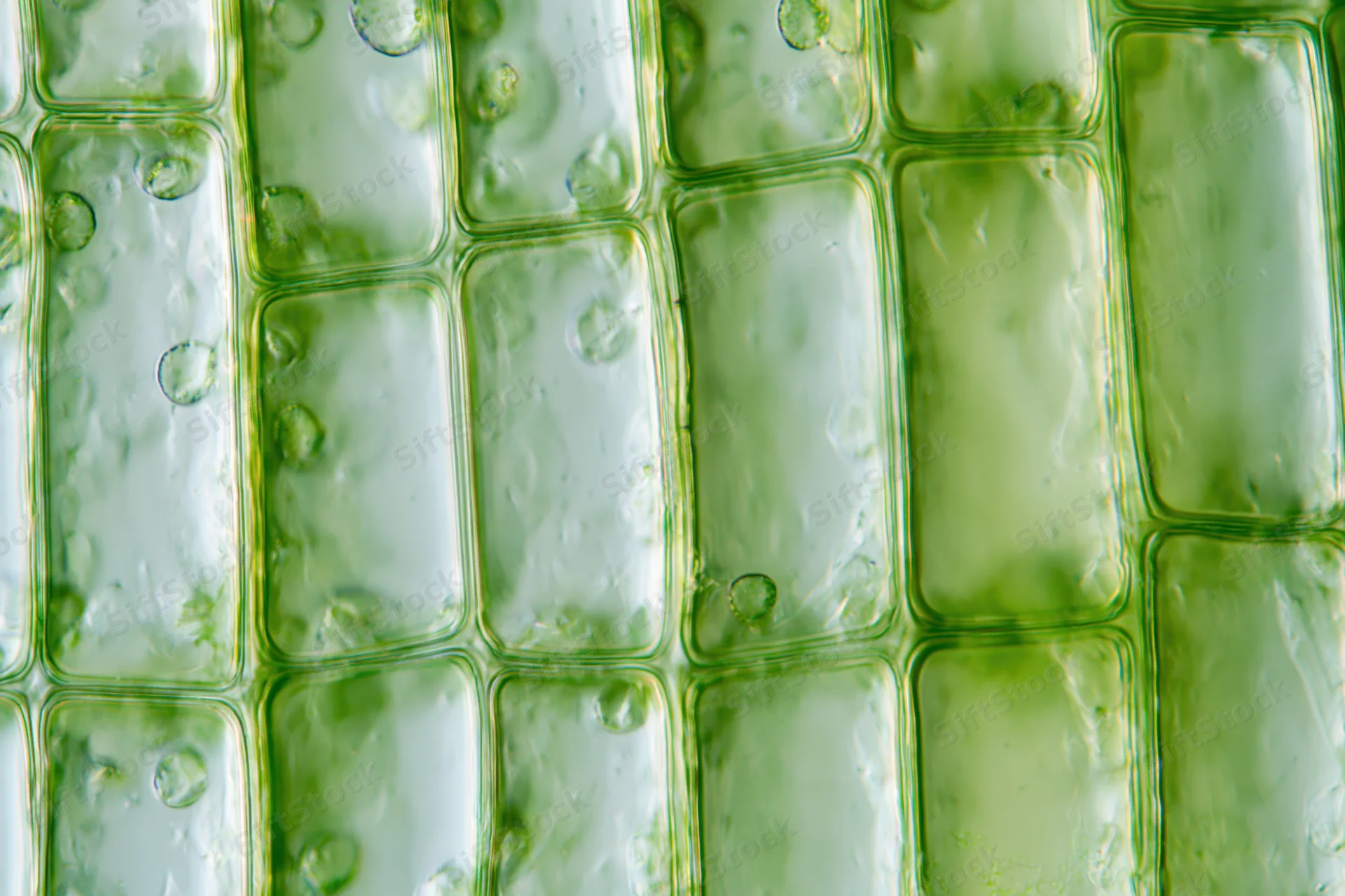 Magnified view of plant leaf cells showing chloroplasts and cell walls under light microscopy