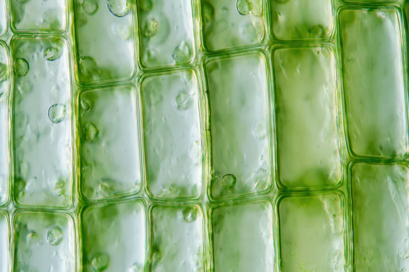 Magnified view of plant leaf cells showing chloroplasts and cell walls under light microscopy