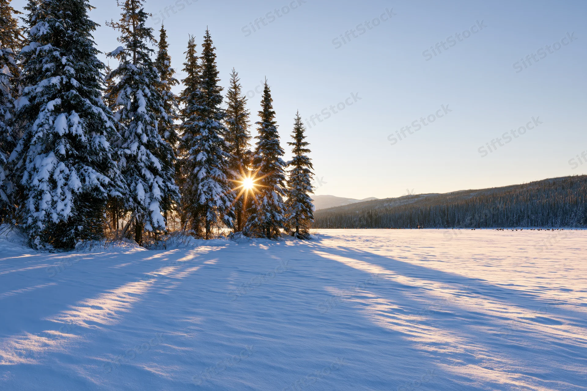 Low winter sun breaking through snow-covered spruce trees over a frozen field