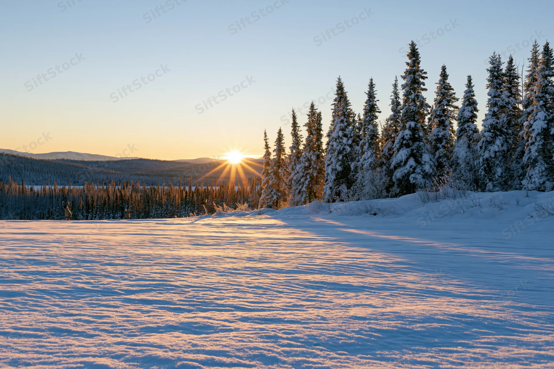 Low winter sun rising over snow-covered spruce trees in a forested valley