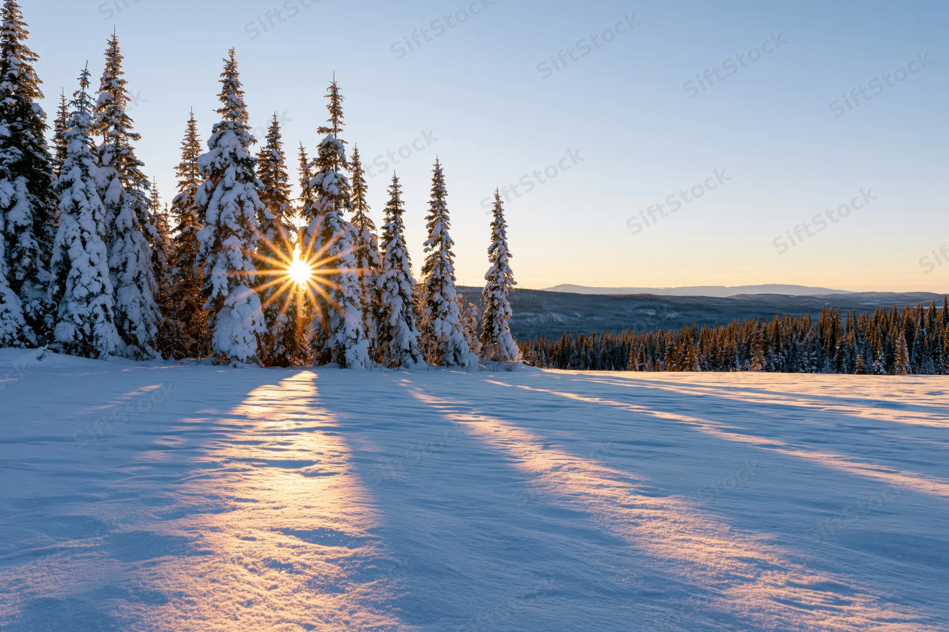 Low winter sun breaking through snow-covered spruce trees in a snowy forest landscape
