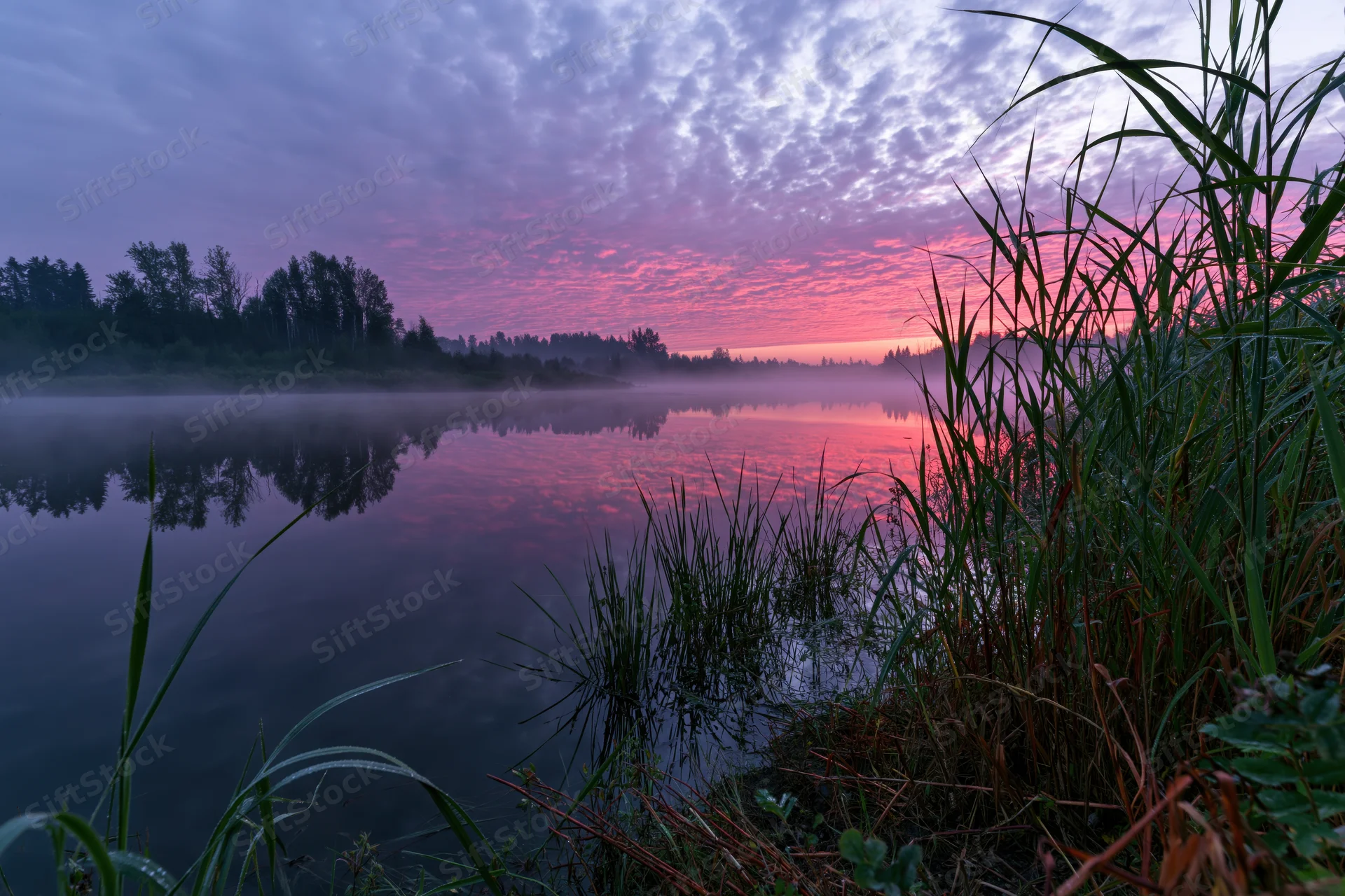 Misty river at dawn with pink and purple sky reflected in calm water among reeds and trees
