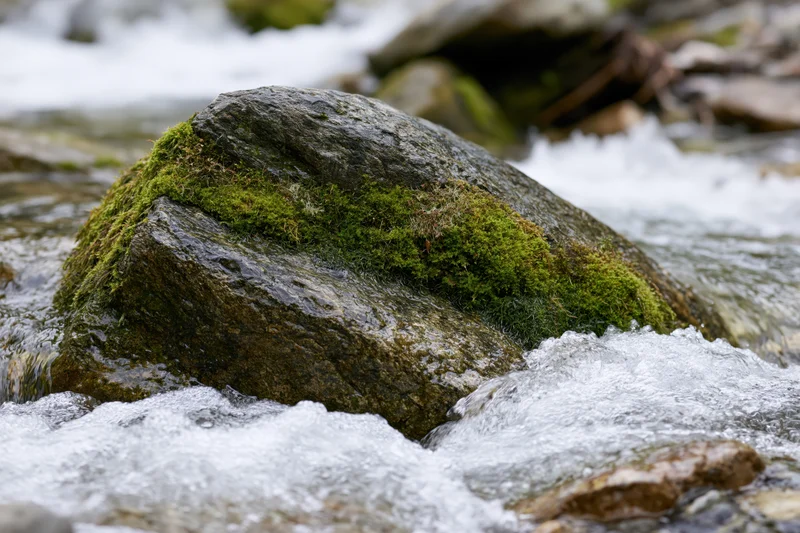 Moss-covered rock in a rushing stream surrounded by white water