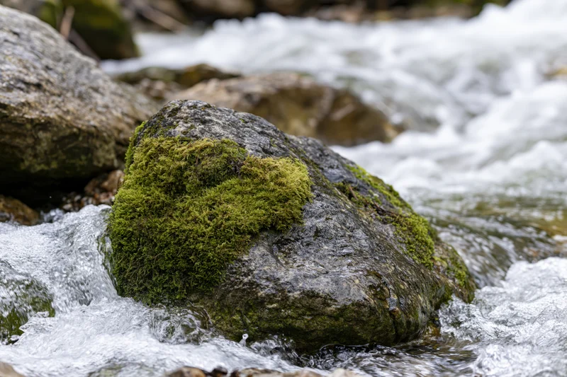 Moss-covered rock in rushing stream surrounded by white water