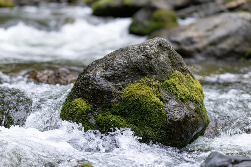 Moss-covered boulder in rushing stream surrounded by white water