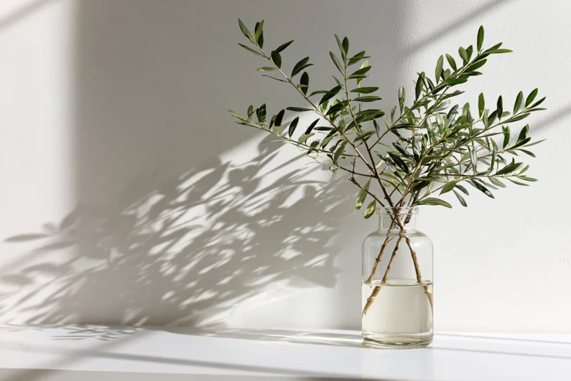 Olive branch in a clear glass vase on a white surface with sunlight casting shadows on the wall