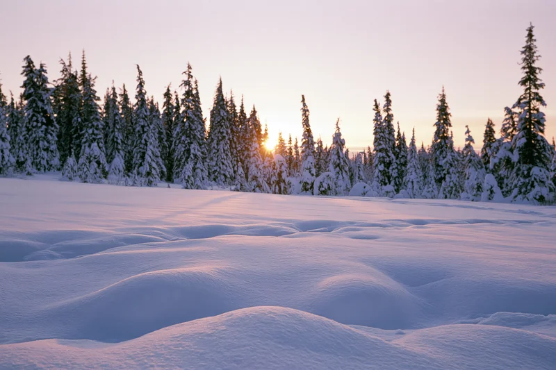Snow-covered alpine field at sunrise with snow-laden spruce and fir trees in the background