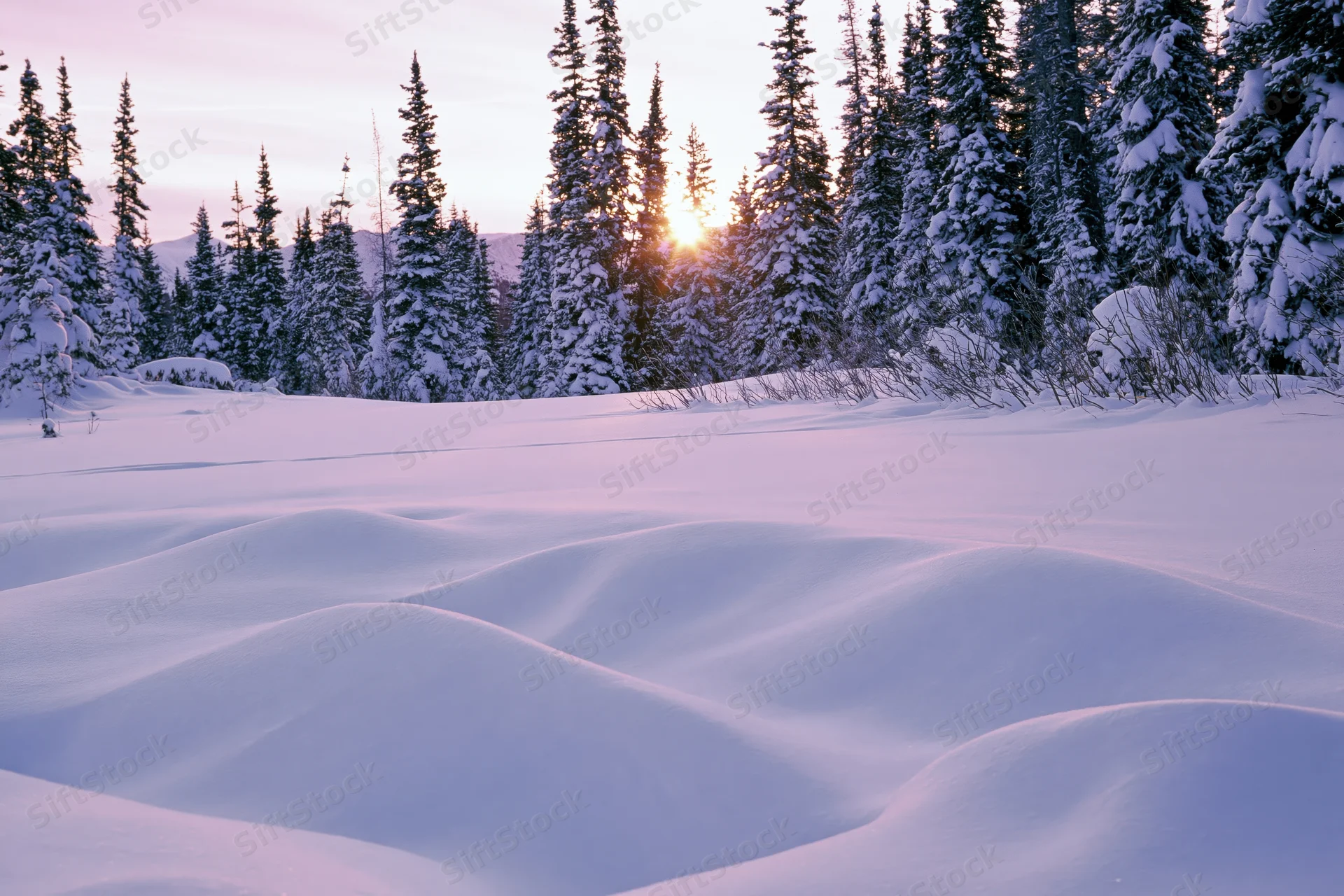 Snow-covered alpine field at sunrise with snow-laden spruce and fir trees in the background