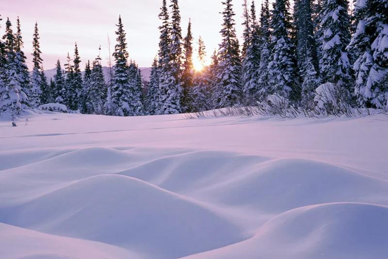 Snow-covered alpine field at sunrise with snow-laden spruce and fir trees in the background