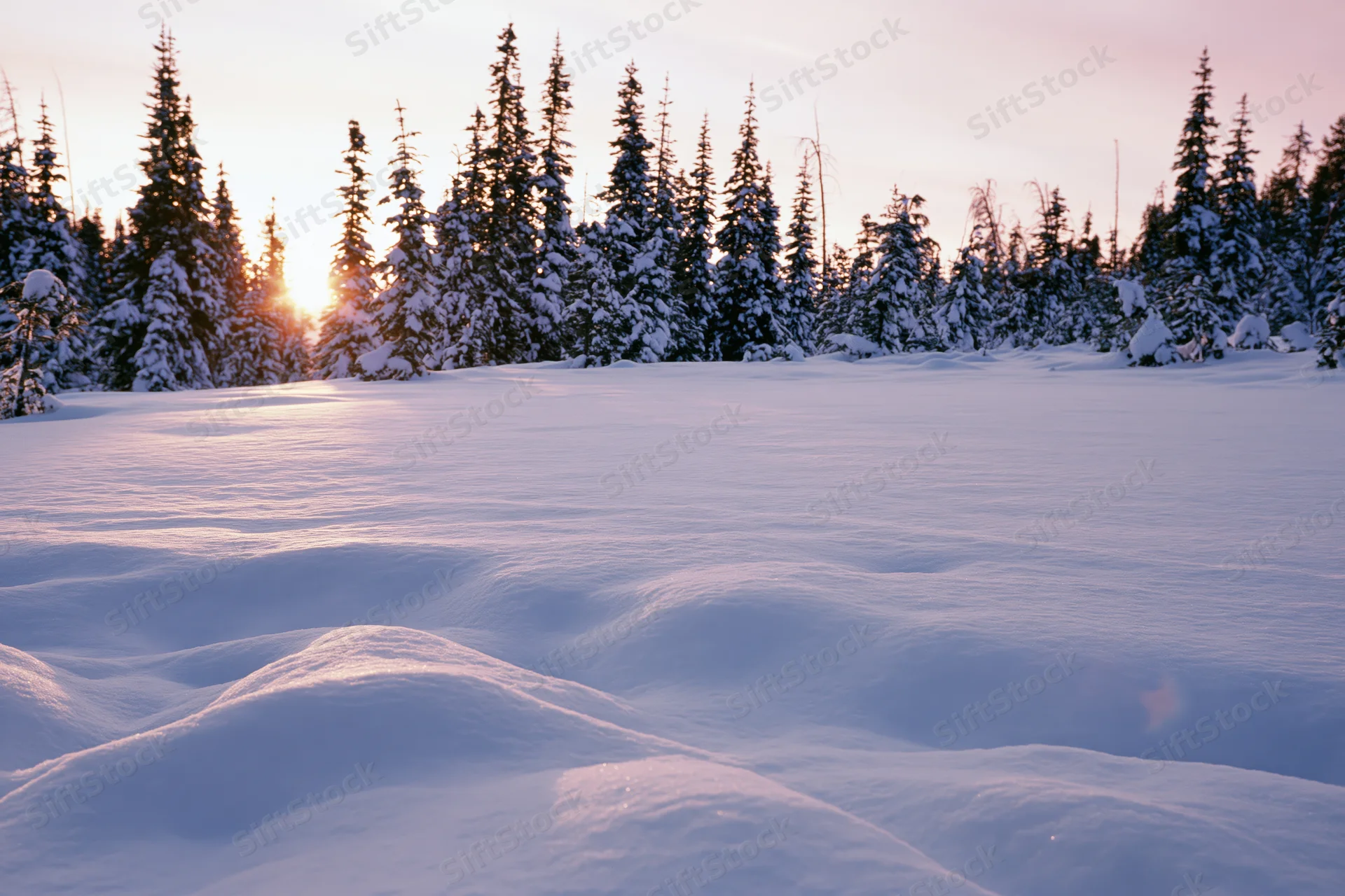 Snow-covered alpine field at sunrise with snow-laden spruce and fir trees in the background