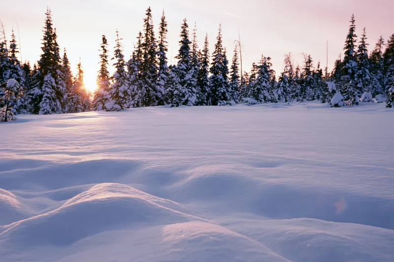 Snow-covered alpine field at sunrise with snow-laden spruce and fir trees in the background