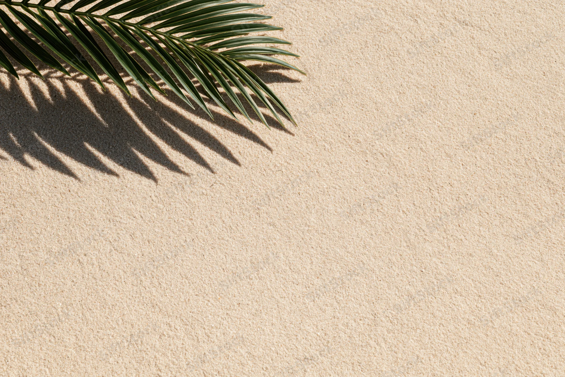 Palm frond casting shadow on sandy surface in upper left corner