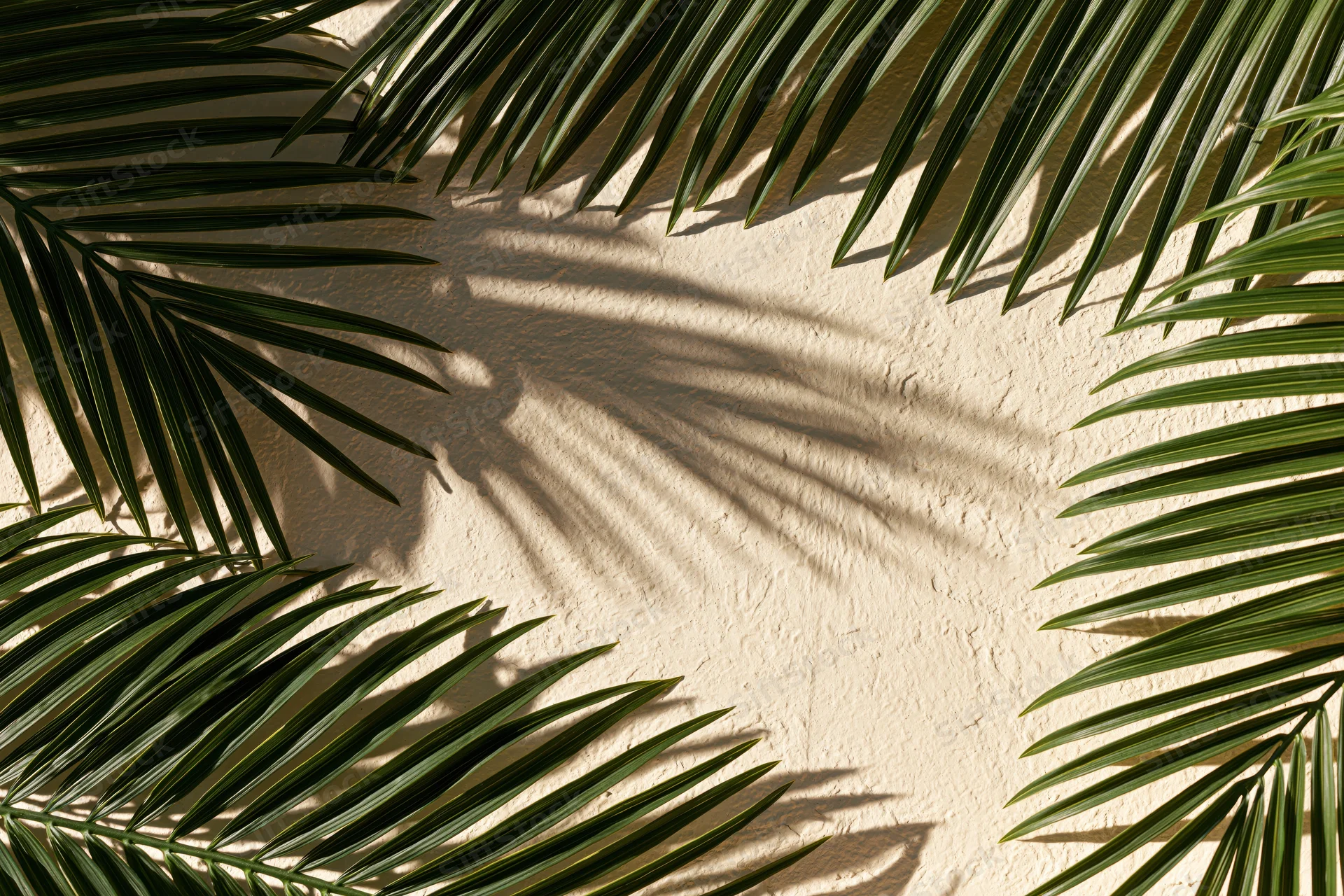 Palm fronds arranged around edges of beige plaster wall with shadows and copyspace in center