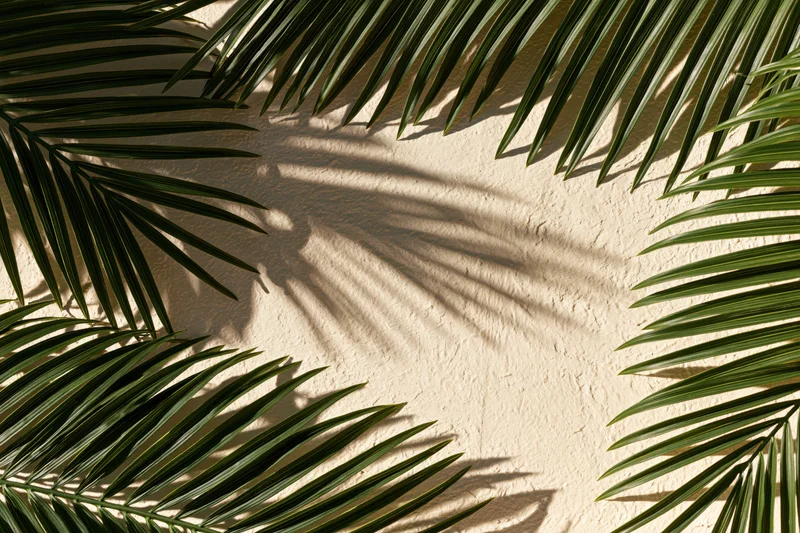 Palm fronds arranged around edges of beige plaster wall with shadows and copyspace in center