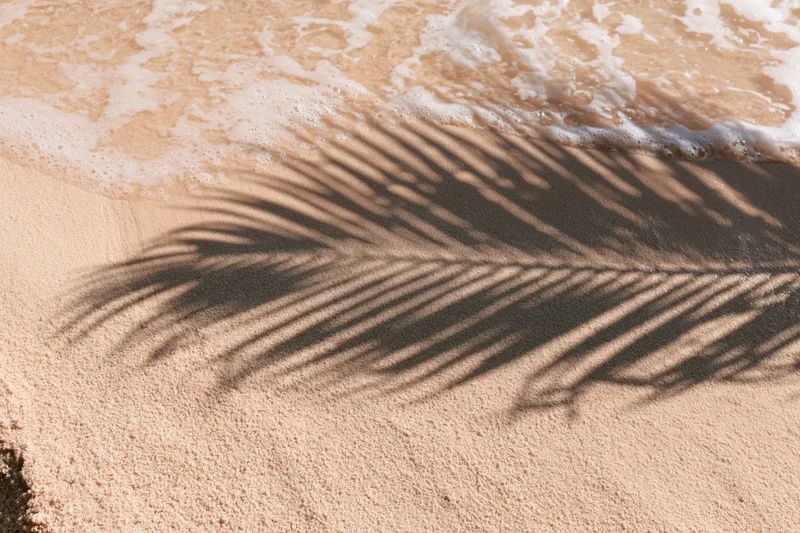 Palm shadow on wet sand at beach edge with ocean foam