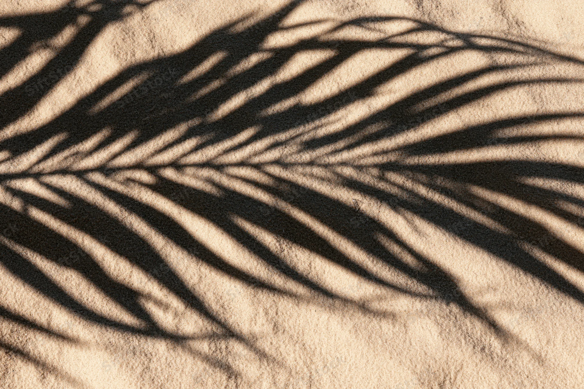 Sharp palm leaf shadows cast across smooth beach sand in sunlight