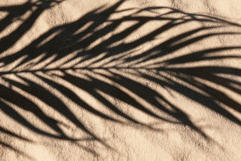 Sharp palm leaf shadows cast across smooth beach sand in sunlight