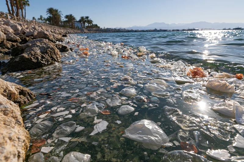 Plastic debris floating densely in shallow coastal water near rocky shore with palm trees and mountains in background