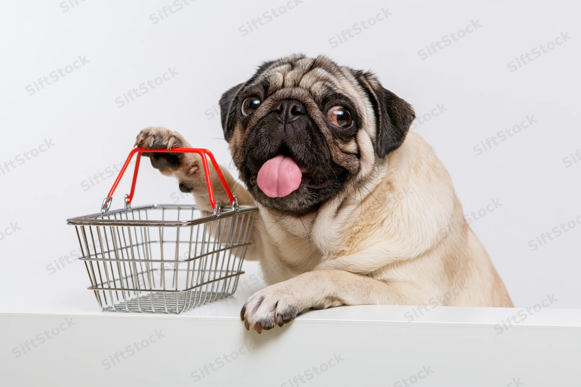 Pug dog with tongue out holding small metal shopping basket on white surface