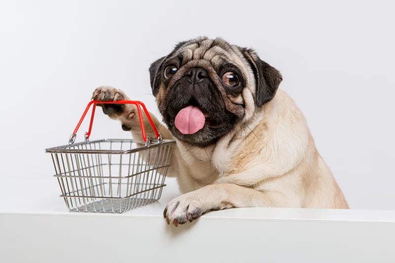 Pug dog with tongue out holding small metal shopping basket on white surface