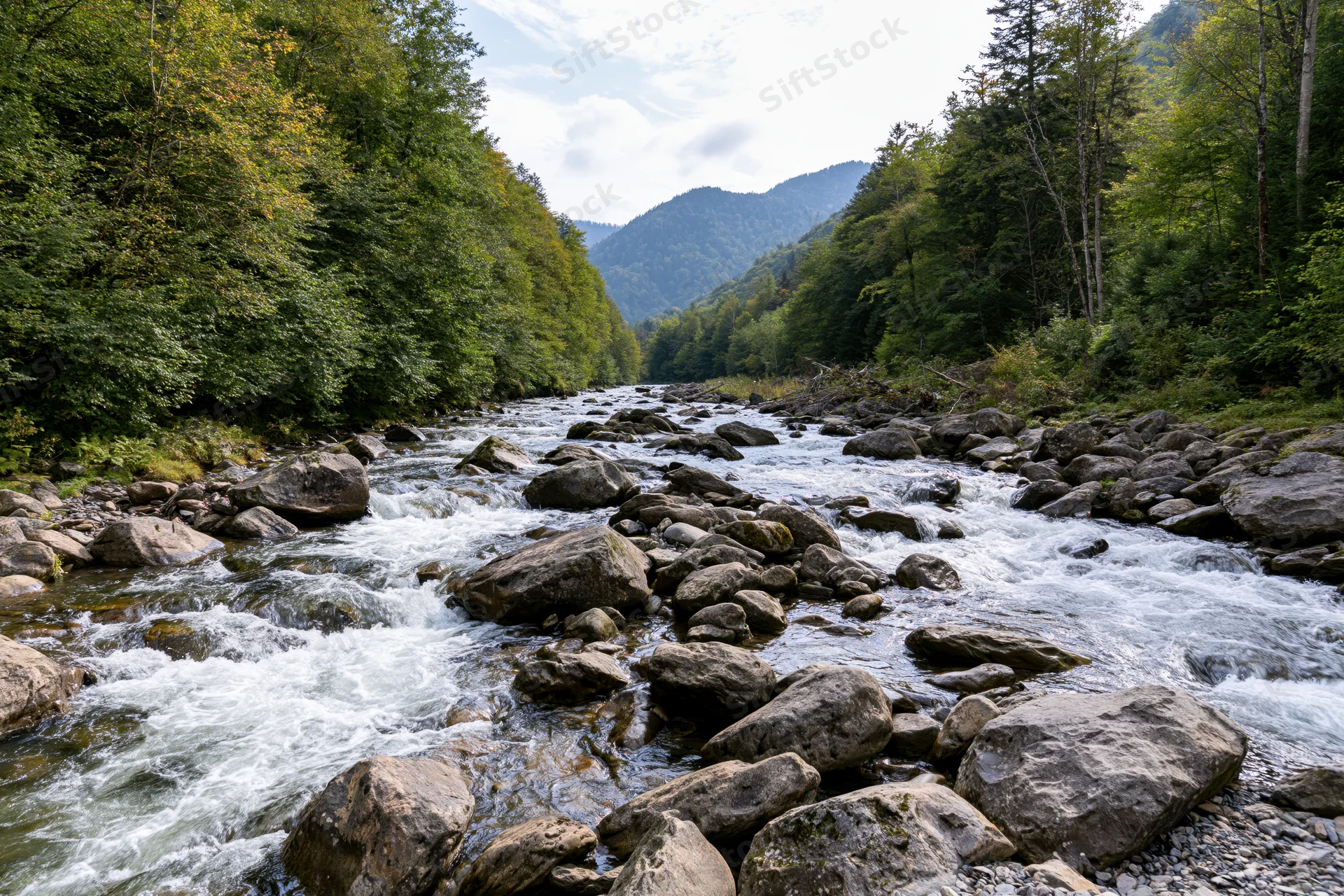 Fast-moving river flowing over rocks in a forested mountain valley