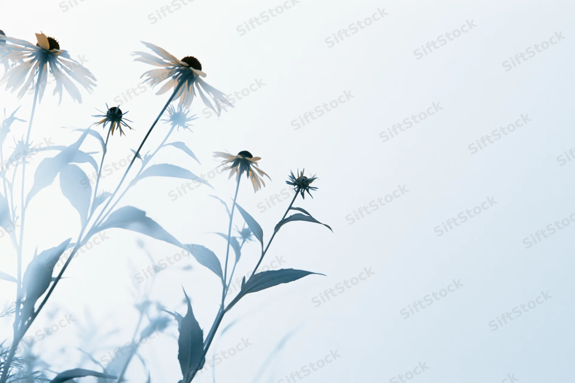 Rudbeckia wildflowers with dark centers silhouetted against a bright sky, left side of frame with copyspace on the right