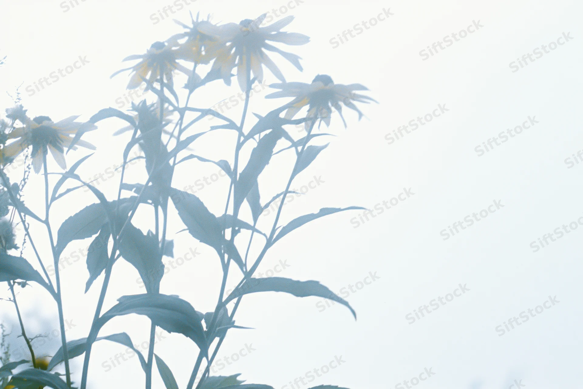 Rudbeckia wildflowers silhouetted against bright sky with soft light and green foliage