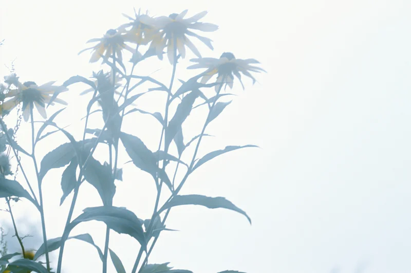 Rudbeckia wildflowers silhouetted against bright sky with soft light and green foliage