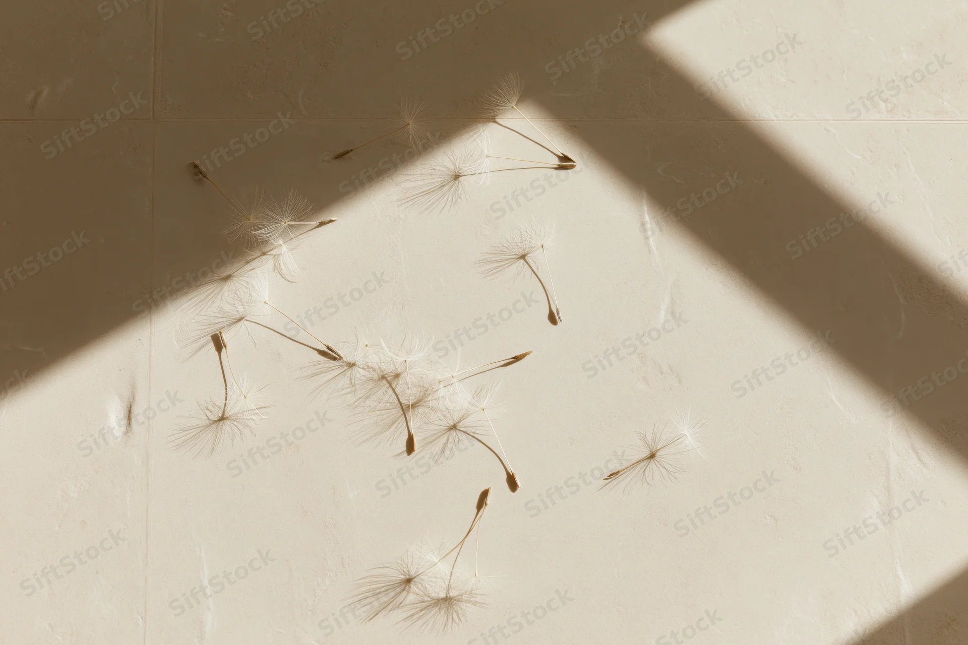 Dandelion seeds scattered on a smooth beige tiled surface in sunlight