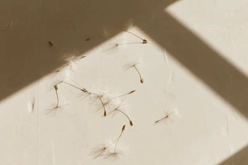 Dandelion seeds scattered on a smooth beige tiled surface in sunlight
