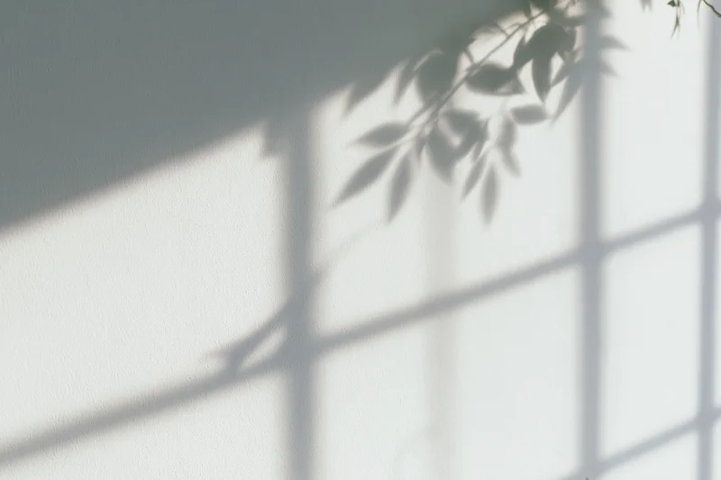 Shadow of a grid window frame and leafy plant branch cast on a white wall indoors