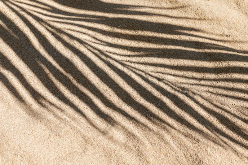 Shadow of a palm frond cast across fine beach sand in abstract pattern